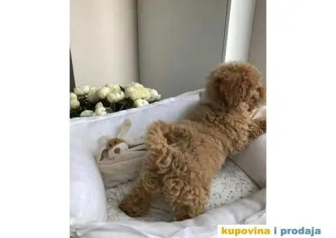 Toy Patuljasta Pudla - 10/11