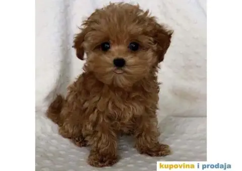 Toy Patuljasta Pudla - 11/11