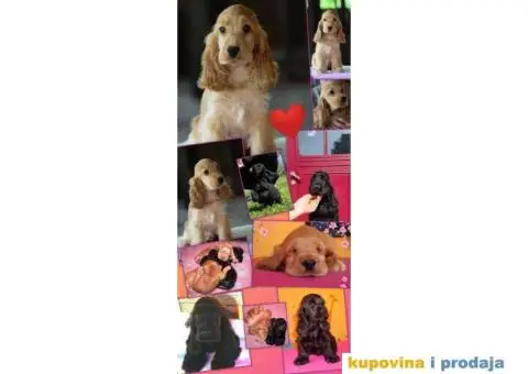 Engleski koker španijel prelepi štenci