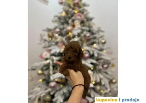 Toy Patuljasta Pudla - 1/8