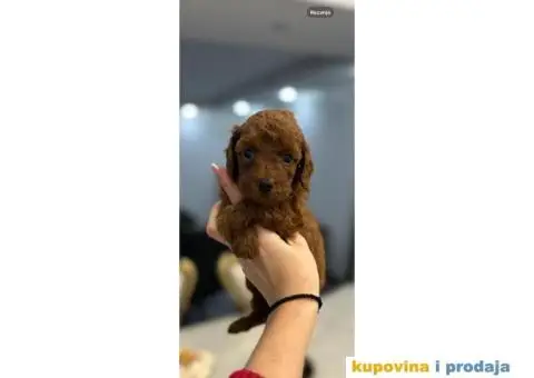 Toy Patuljasta Pudla - 4/8