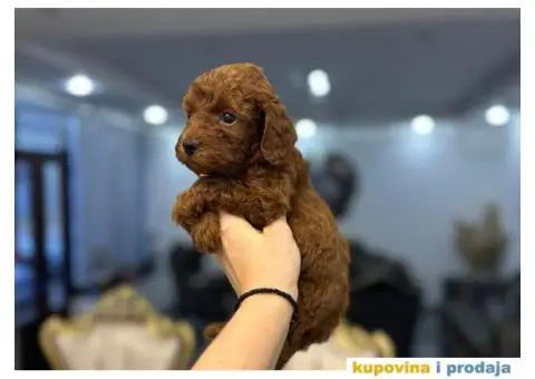 Toy Patuljasta Pudla - 5/8