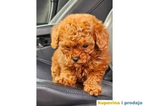 Tea cup i toy PUDLE  - 1/4