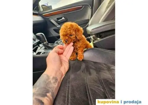 Tea cup i toy PUDLE  - 2/4