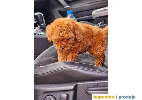 Tea cup i toy PUDLE  - 3/4