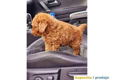 Tea cup i toy PUDLE  - 4/4