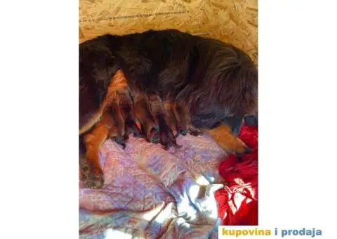 Stenci TIBETSKOG MASTIFA odlicnog porekla – rezervacija - 1/3