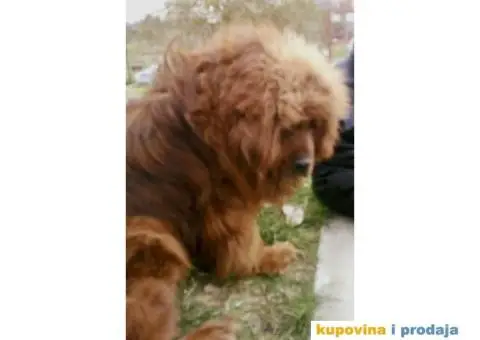 Stenci TIBETSKOG MASTIFA odlicnog porekla – rezervacija - 2/3