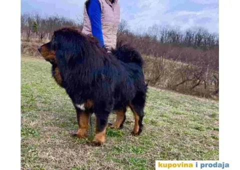 Stenci TIBETSKOG MASTIFA odlicnog porekla – rezervacija - 3/3