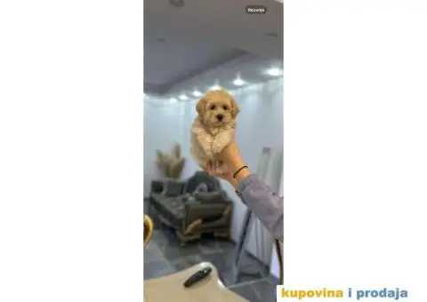 Maltipoo štenci - 1/8