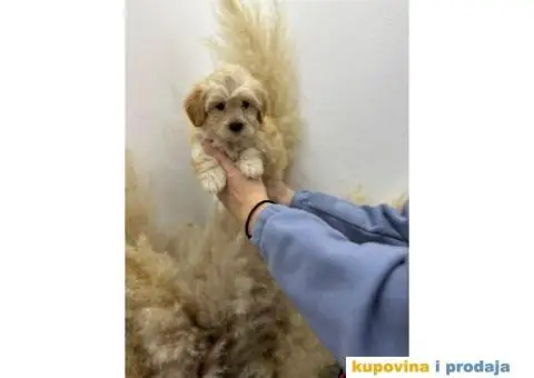 Maltipoo štenci - 2/8