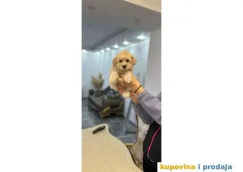 Maltipoo štenci - 3/8