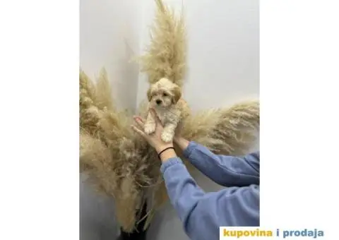 Maltipoo štenci - 4/8