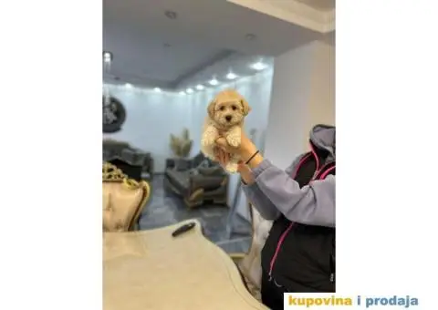 Maltipoo štenci - 5/8