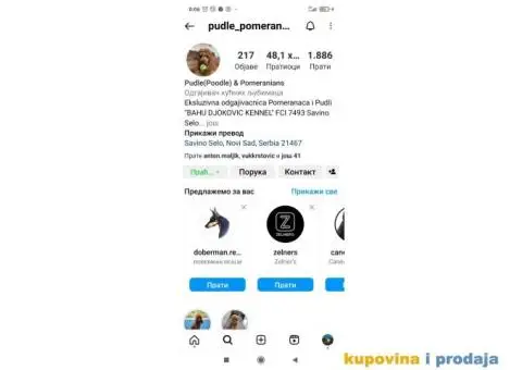 Maltipoo štenci - 7/8