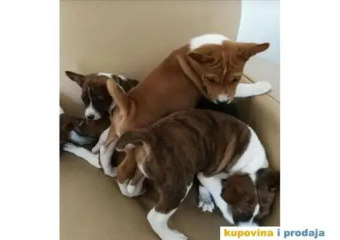 BASENJI STENCI - 1/7