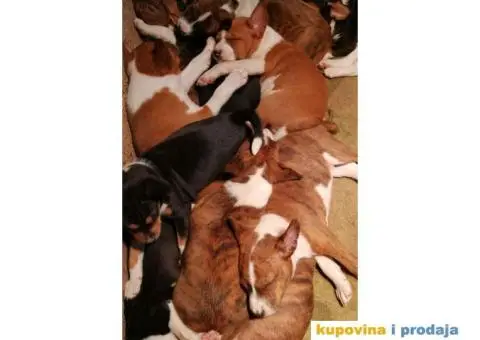 BASENJI STENCI - 2/7