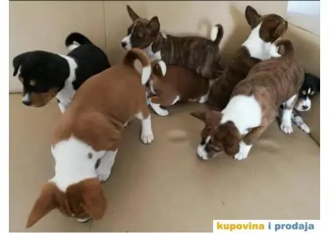 BASENJI STENCI - 3/7