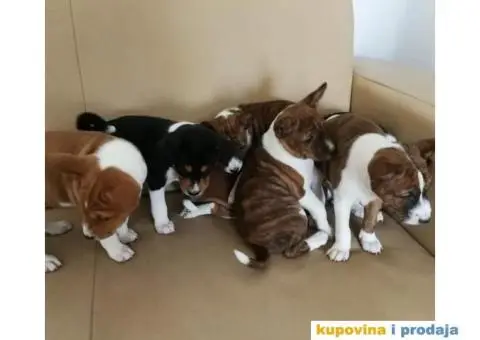 BASENJI STENCI - 4/7