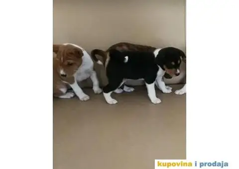 BASENJI STENCI - 5/7