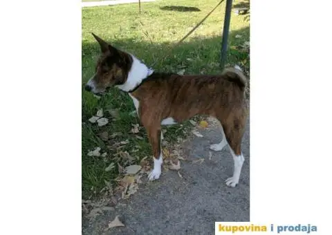BASENJI STENCI - 6/7