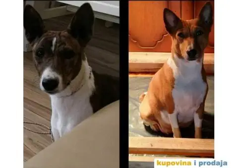 BASENJI STENCI - 7/7