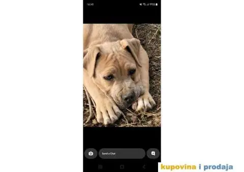 Hitno poklanjam psa pitt bulla - 1/3