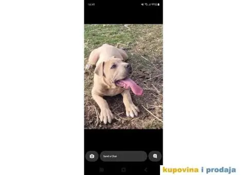 Hitno poklanjam psa pitt bulla - 2/3