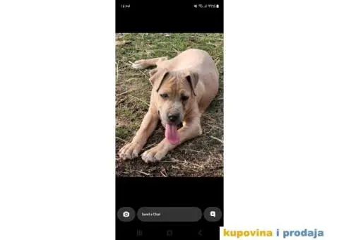 Hitno poklanjam psa pitt bulla - 3/3