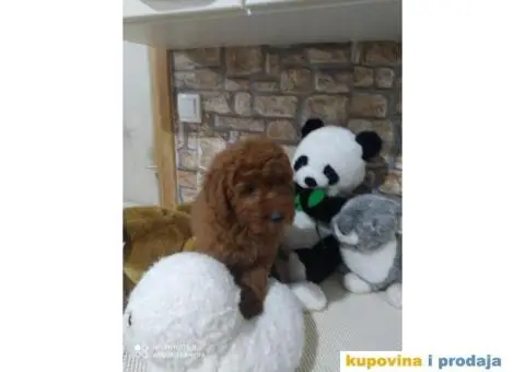 Preslatki stenci PUDLE - 1/11