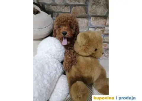 Preslatki stenci PUDLE - 2/11