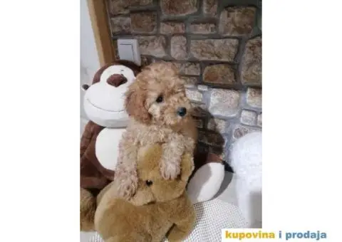 Preslatki stenci PUDLE - 3/11