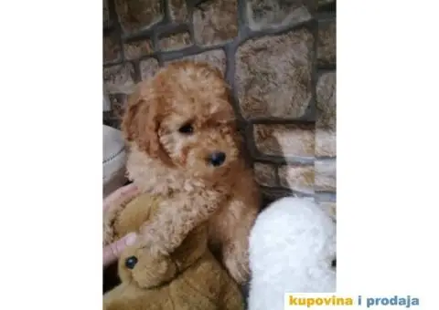 Preslatki stenci PUDLE - 4/11