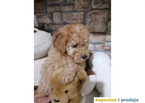 Preslatki stenci PUDLE - 5/11