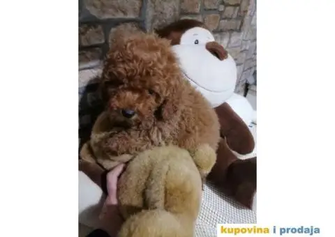 Preslatki stenci PUDLE - 6/11