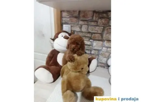 Preslatki stenci PUDLE - 7/11