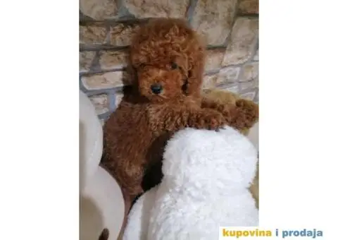 Preslatki stenci PUDLE - 8/11