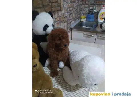 Preslatki stenci PUDLE - 9/11