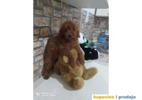 Preslatki stenci PUDLE - 10/11