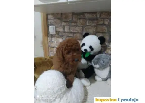 Preslatki stenci PUDLE - 11/11