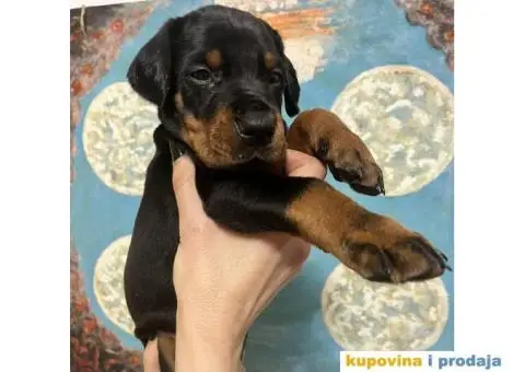 Prodajem stence dobermana - 3/3