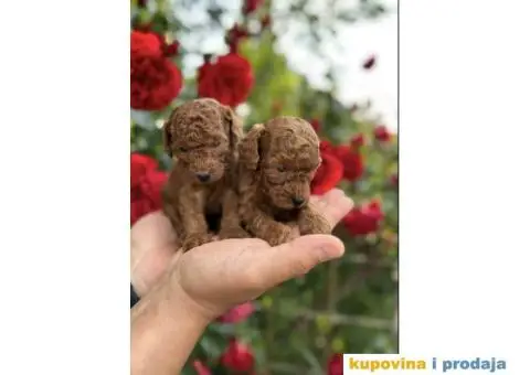 Mužjaci i ženke Patuljastih PUDLI - 1/6