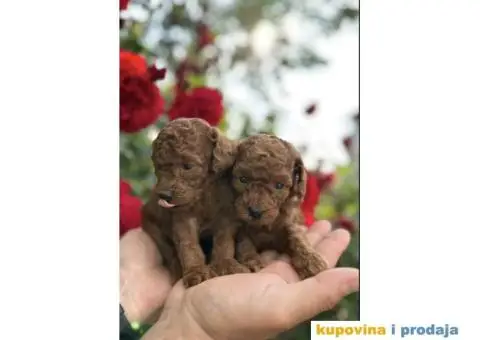 Mužjaci i ženke Patuljastih PUDLI - 2/6