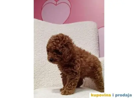 Mužjaci i ženke Patuljastih PUDLI - 5/6