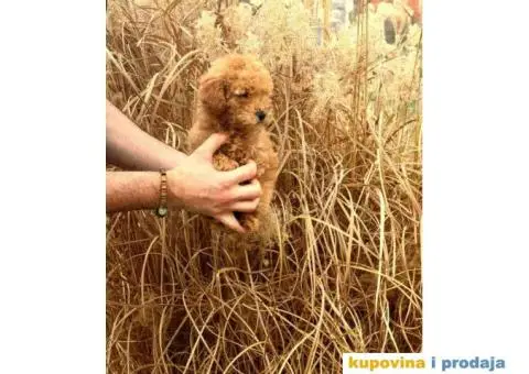 Mužjaci i ženke Patuljastih PUDLI - 6/6