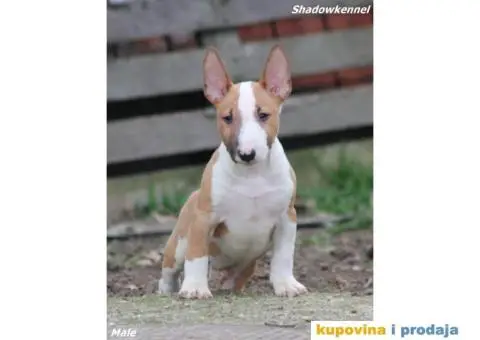 Mini Bull Terijer - 1/12