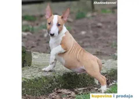 Mini Bull Terijer - 2/12