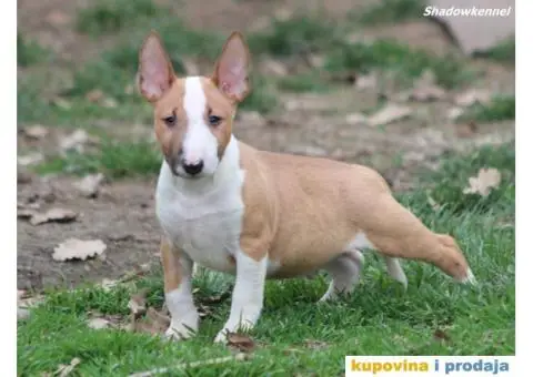 Mini Bull Terijer - 3/12