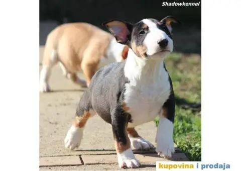 Mini Bull Terijer - 4/12