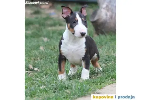 Mini Bull Terijer - 5/12